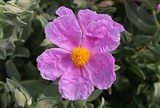 Flor Estepa